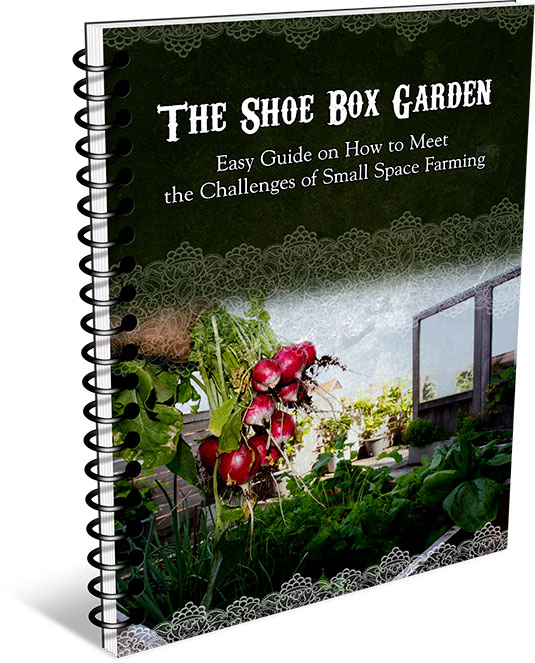 How to Grow Your Shoebox Garden